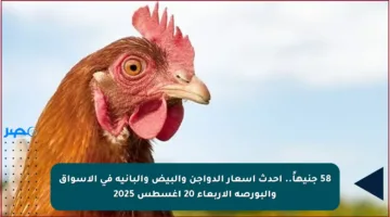 58 جنيهاً.. أحدث أسعار الدواجن والبيض والبانية في الأسواق والبورصة الأربعاء 20 أغسطس 2025